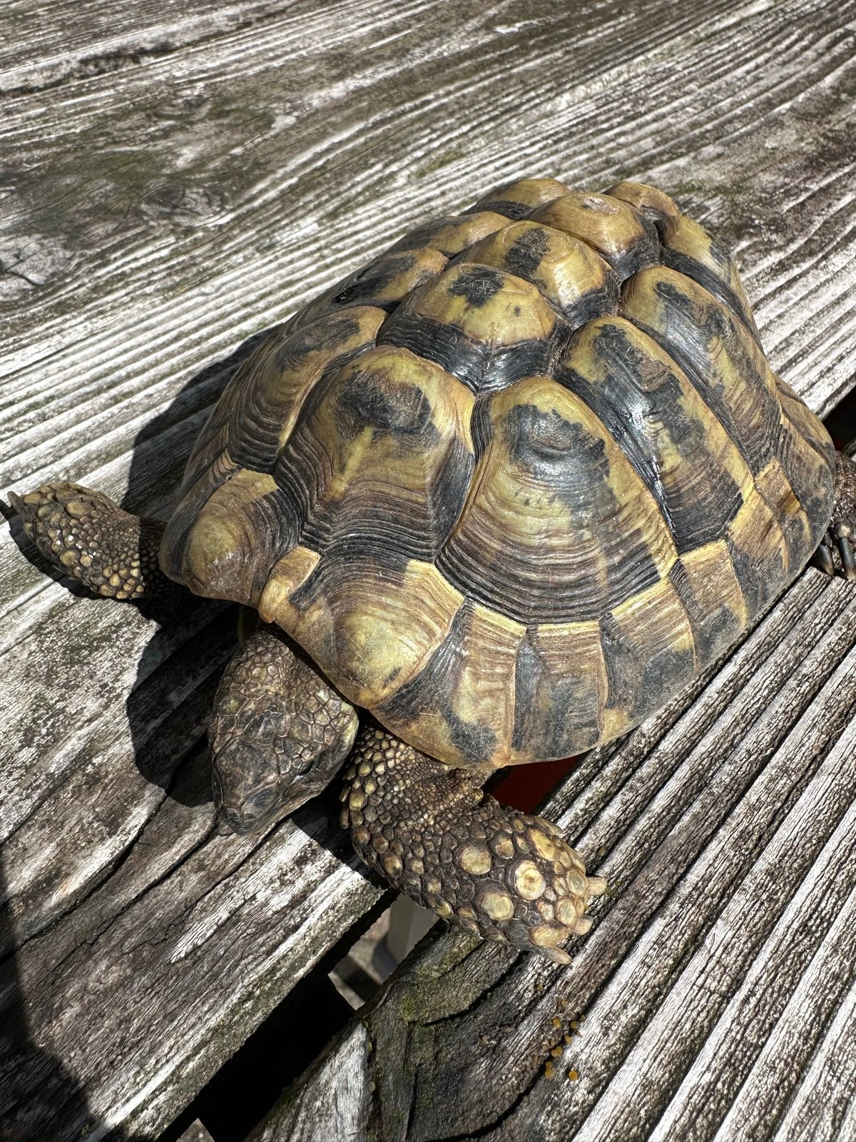 Griekse landschildpad (testudo hermanni) - man Tortoise - male for sale from Kees