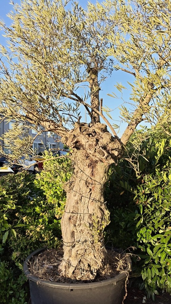 Olijfboom, Tuin en Terras, Bloeit niet, Olijfboom, 250 tot 400 cm, Ophalen