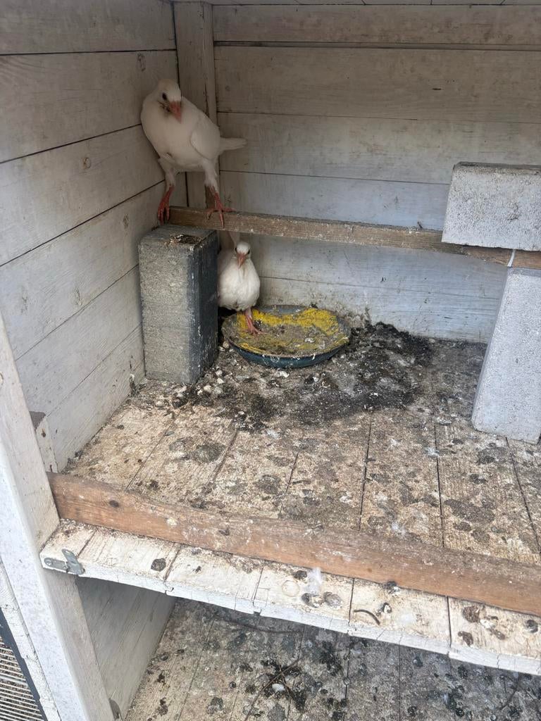 Duiven te koop, Meerdere dieren, Overige soorten