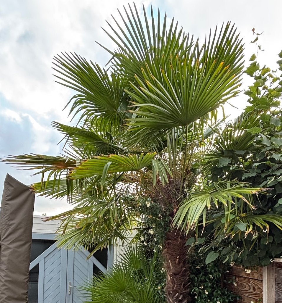 Palmboom: Trachycarpus fortunei / Chinese waaierpalm 3-3,5 m, Tuin en Terras, Planten | Bomen, 250 tot 400 cm, Zomer, Palmboom