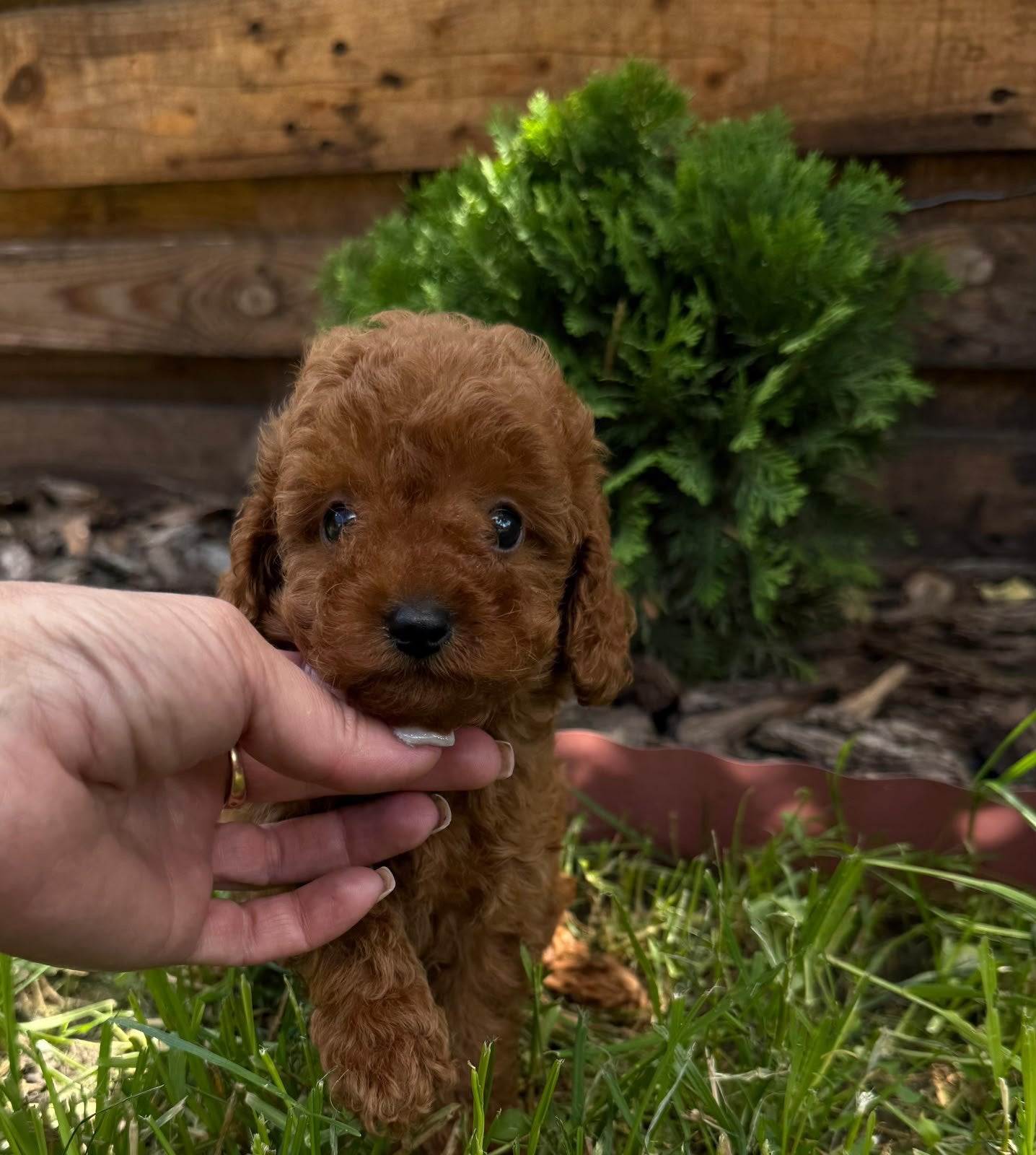 Prachtig teefje mini toy-poedel (Red Brown), Poedel, 8 tot 15 weken, Teef, Parvo