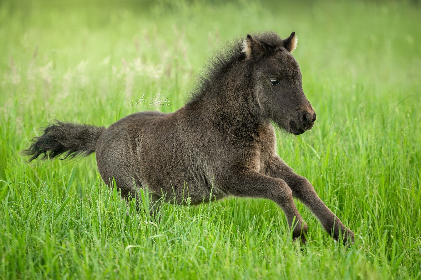 Aanhankelijk appaloosa gefokt hengstveulen, Dieren en Toebehoren, Pony's, Niet van toepassing, 0 tot 2 jaar, Hengst, A pony (tot 1.17m)