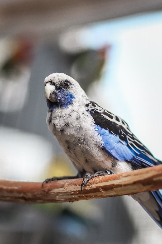 Rosella's | bijzondere vogels, Meerdere dieren, Parkiet