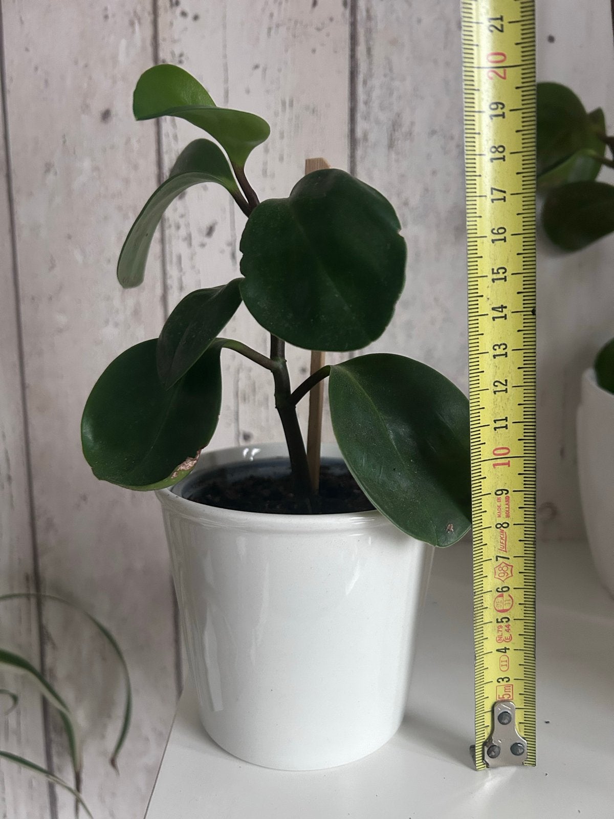 Peperomia Obtusifolia - Groene kamerplant plant, Overige soorten, Vaste plant, Ophalen of Verzenden, Bloeit niet