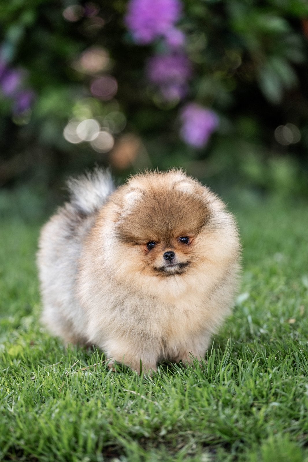 2 prachtige pomeranian / pomeriaan puppy’s, Dieren en Toebehoren, Honden | Poolhonden, Keeshonden en Oertypen, Keeshond, 8 tot 15 weken