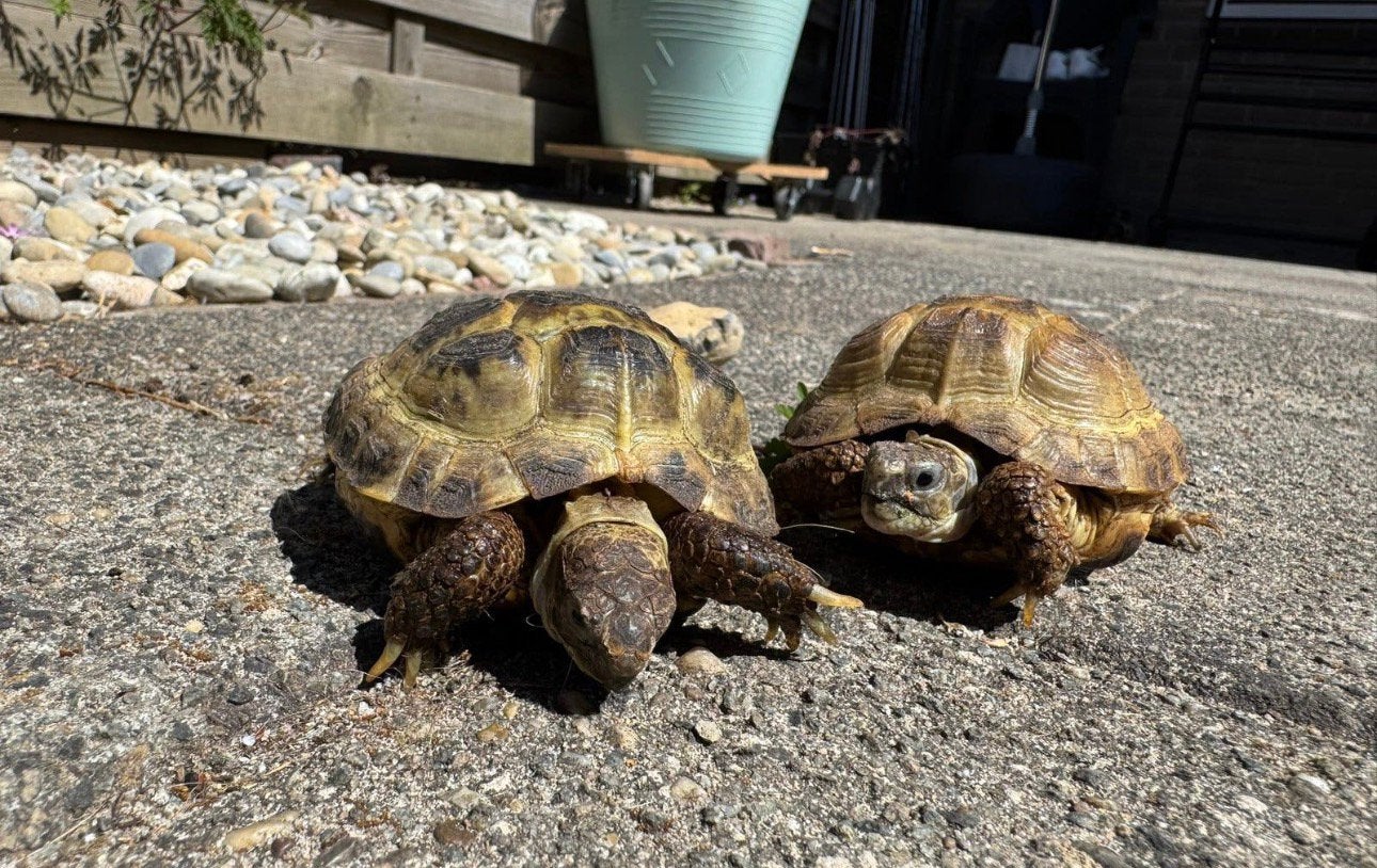 Russische landschildpadden Tortoise photo 2