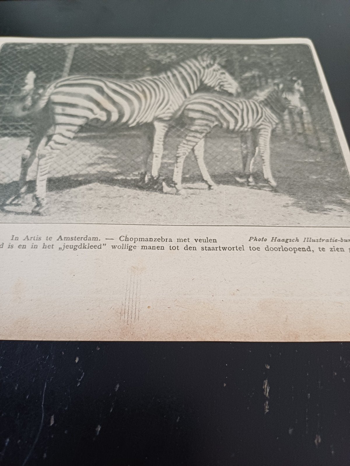 knipsel Chopmanzebra dierentuin Artis Amsterdam 1921, Ophalen of Verzenden, Gebruikt