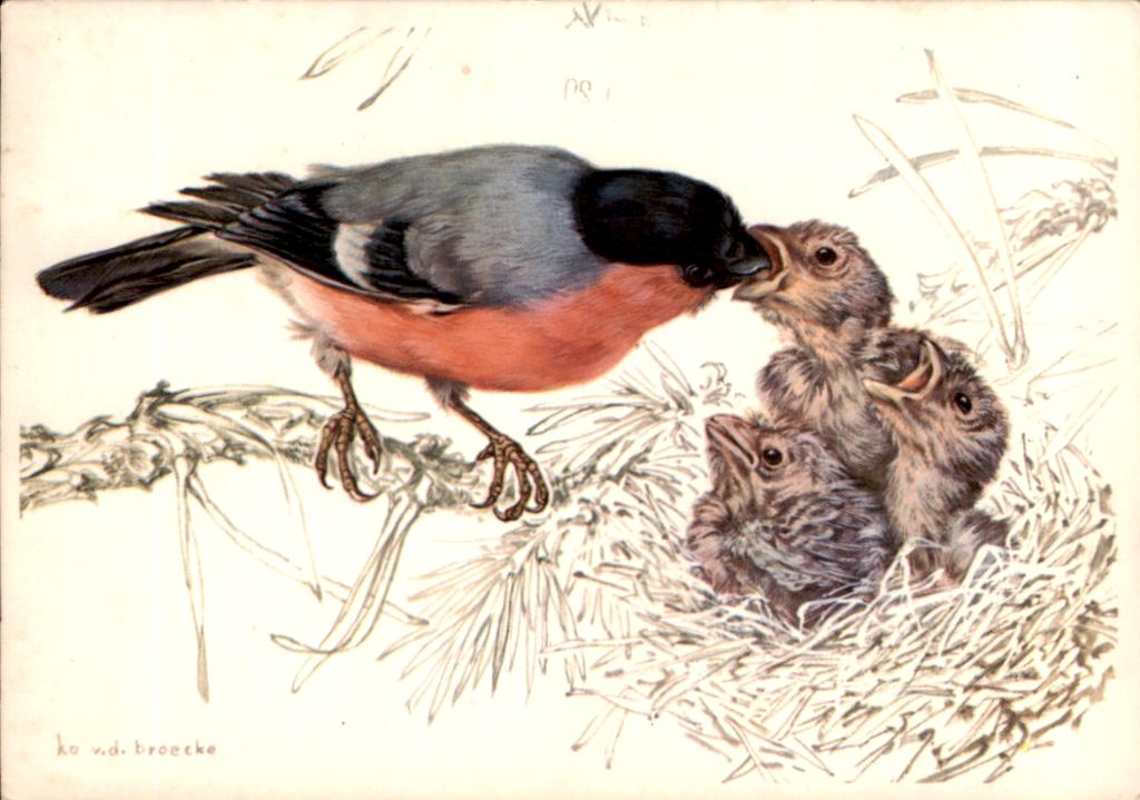 Voor het kind, goudvink, Ko van den Broecke, Verzamelen, Verzenden, 1960 tot 1980, Gelopen, Vogel