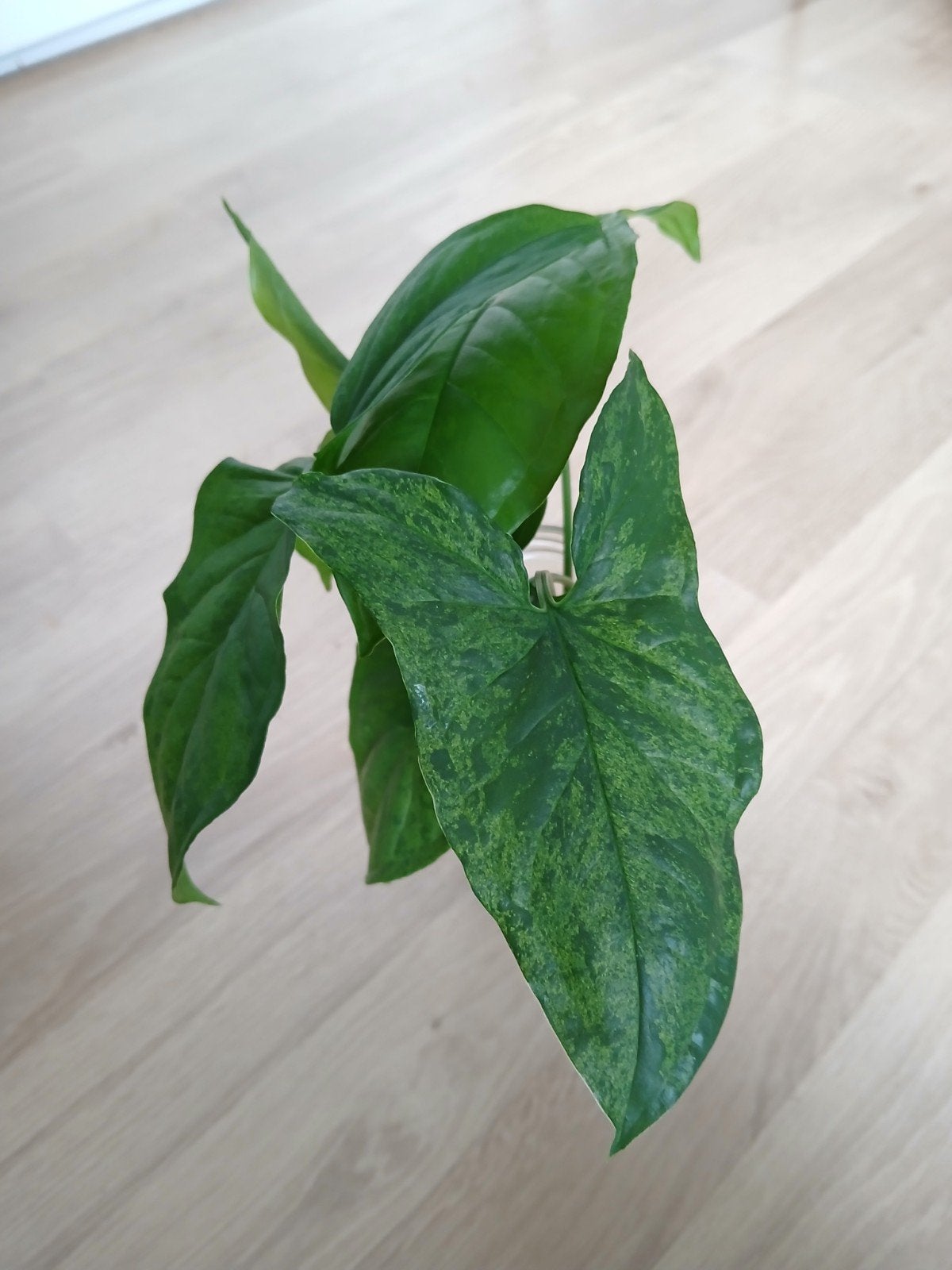 Syngonium Mottled Mojito stekken, Ophalen of Verzenden, Halfschaduw, Minder dan 100 cm