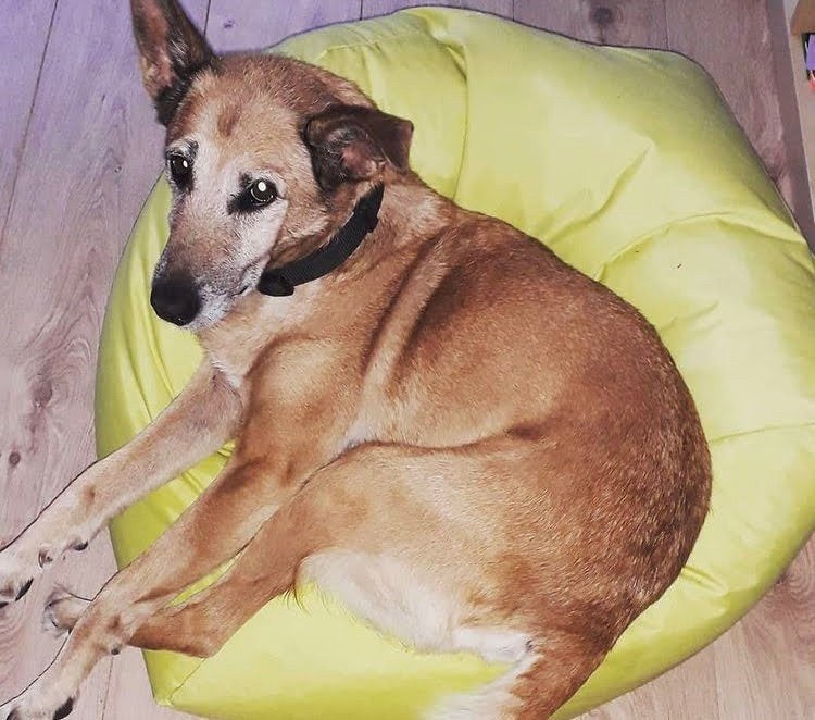 Oppasser aanbod hond, Ophalen