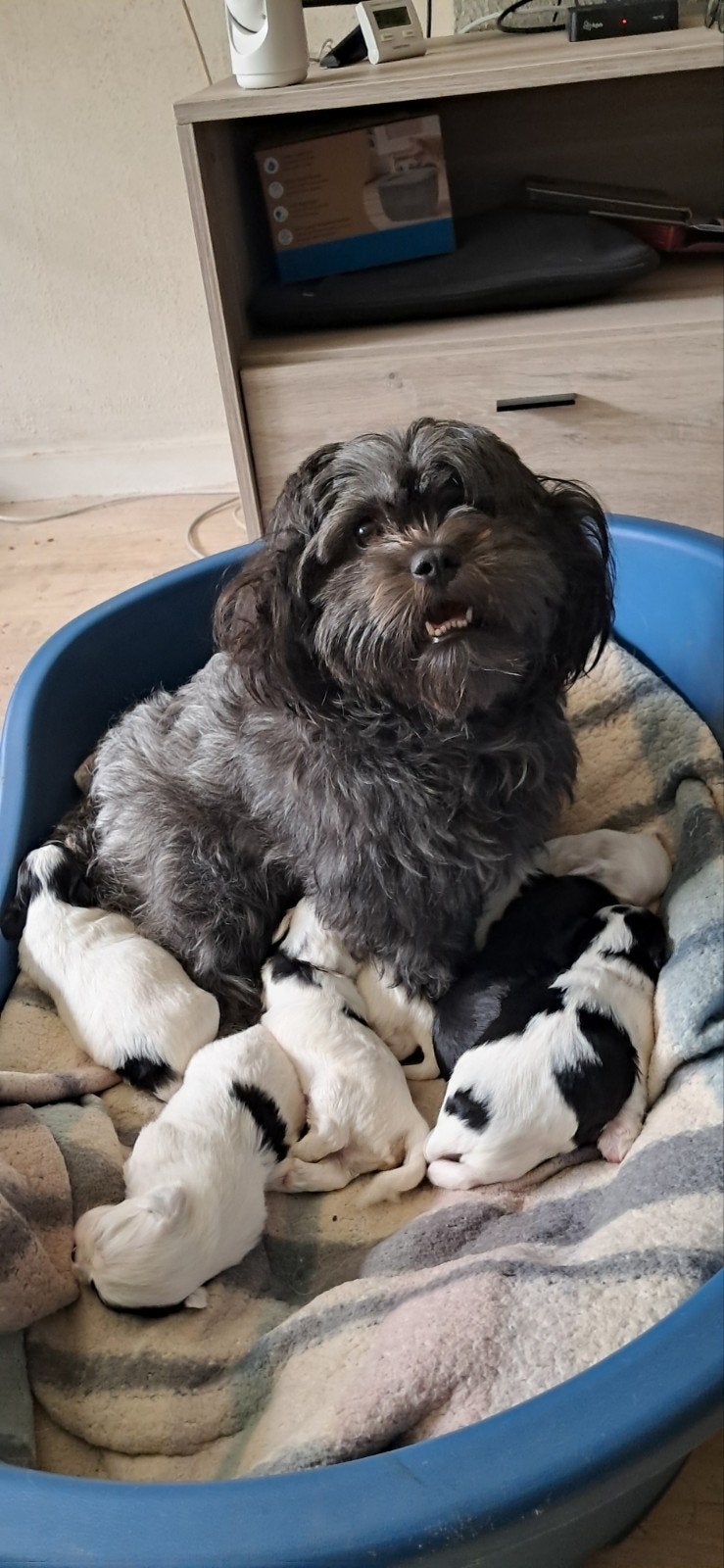 Maltezer - Shih Thu, Dieren en Toebehoren, Honden | Chihuahua's en Gezelschapshonden, Meerdere dieren, Maltezer, Particulier, Meerdere