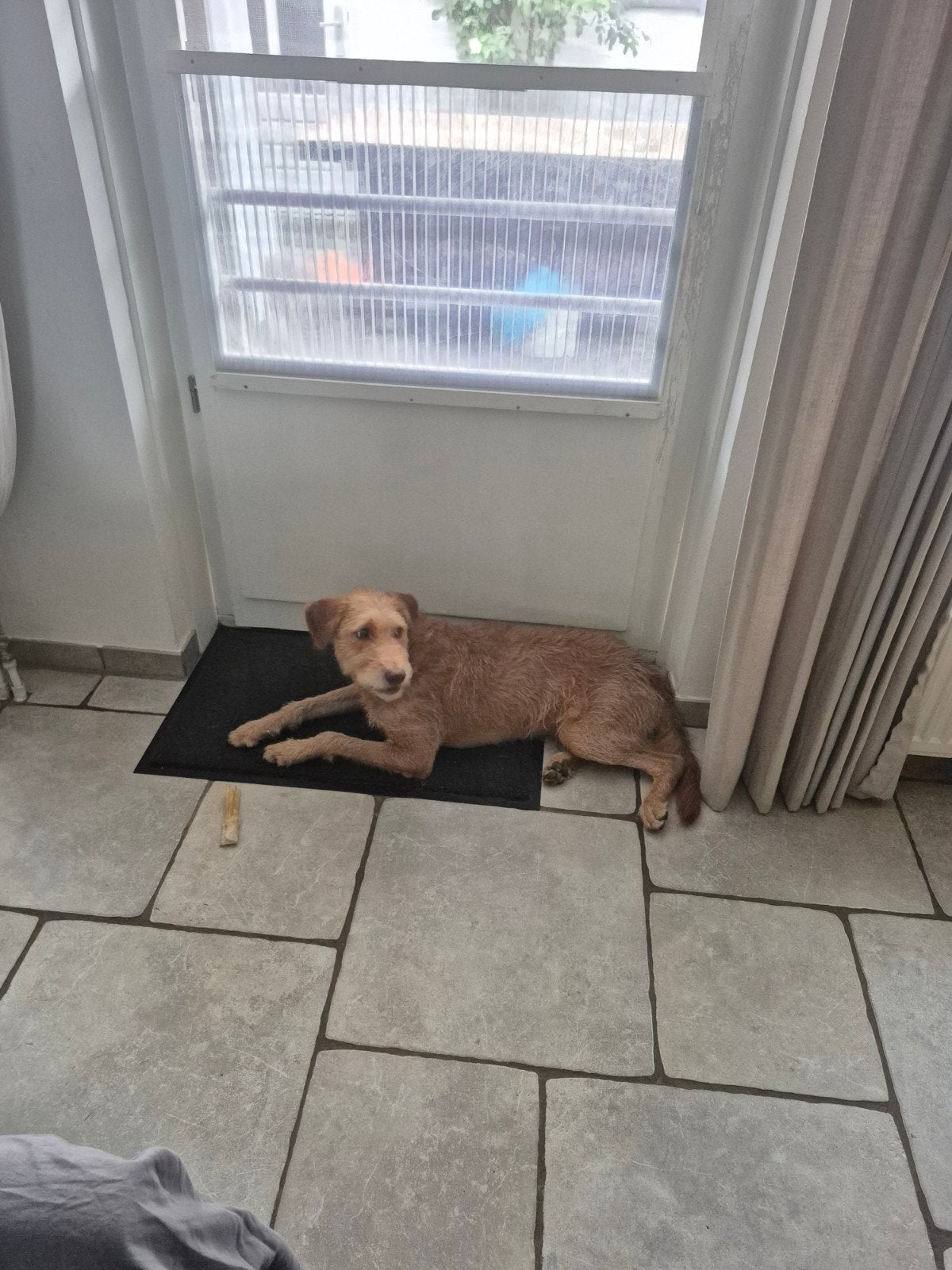 Hond bruin reu gecastreerd 1 jaar oud, Reu, 1 tot 2 jaar, Eén hond, Nederland