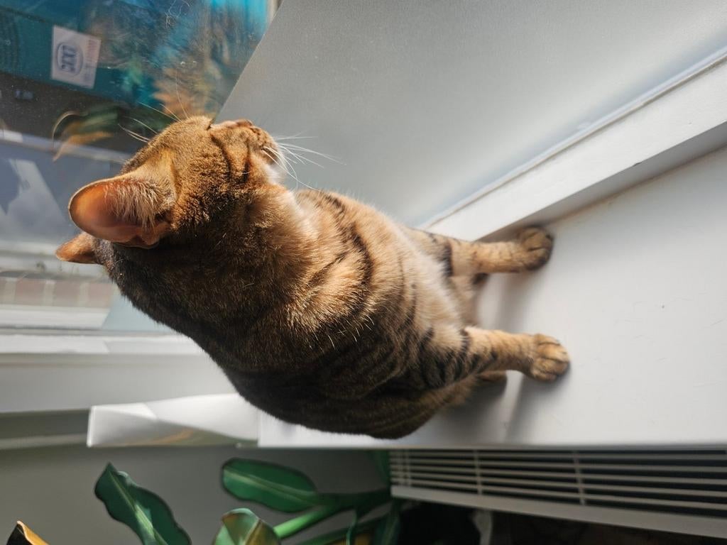 Bengaal blackspot, Dieren en Toebehoren, Katten en Kittens | Raskatten | Korthaar, Poes