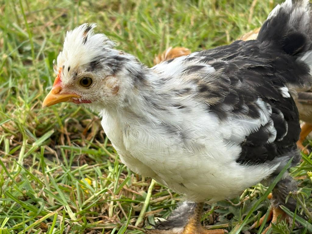 Boerenkriel kuikens, Dieren en Toebehoren, Pluimvee, Kip, Geslacht onbekend