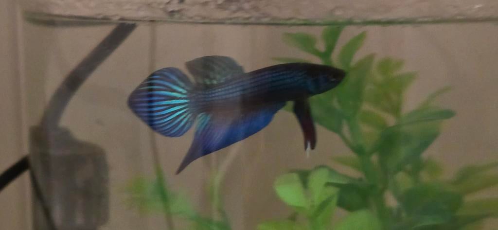 Betta mahachaiensis wilde betta hobbykweek, Dieren en Toebehoren, Vissen | Aquariumvissen, Vis