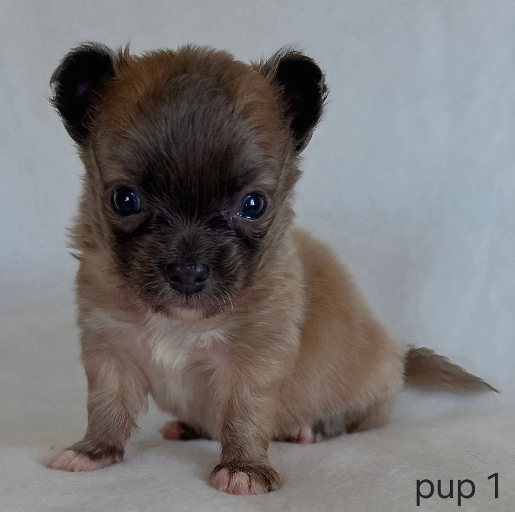Chihuahua pups, Dieren en Toebehoren, Honden | Chihuahua's en Gezelschapshonden, België, Particulier, 8 tot 15 weken, Parvo