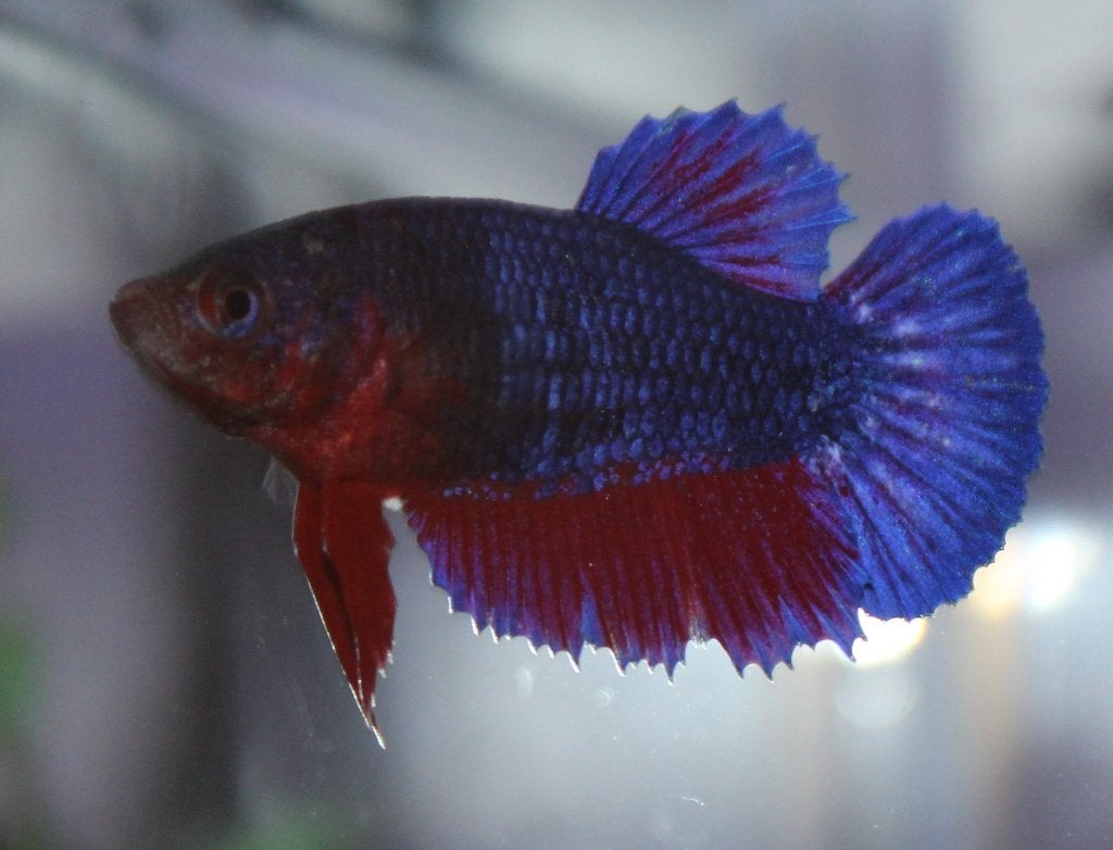 Betta - Plakat Female, Vis, Zoetwatervis