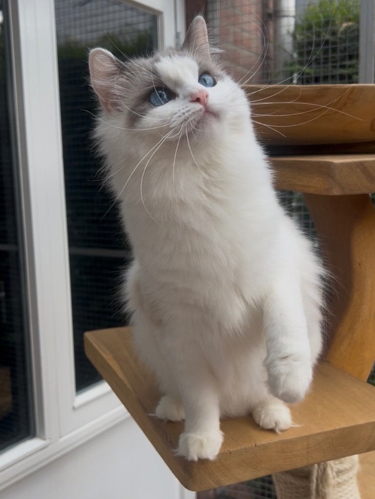 Ragdolls(fok ) poes  🐱, Poes, Met stamboom, 0 tot 2 jaar