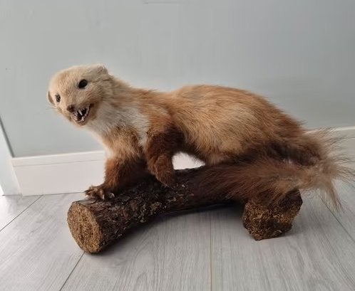 Opgezette Boommarter op Houten Sokkel, Ophalen of Verzenden, Gebruikt, Wild dier, Opgezet dier