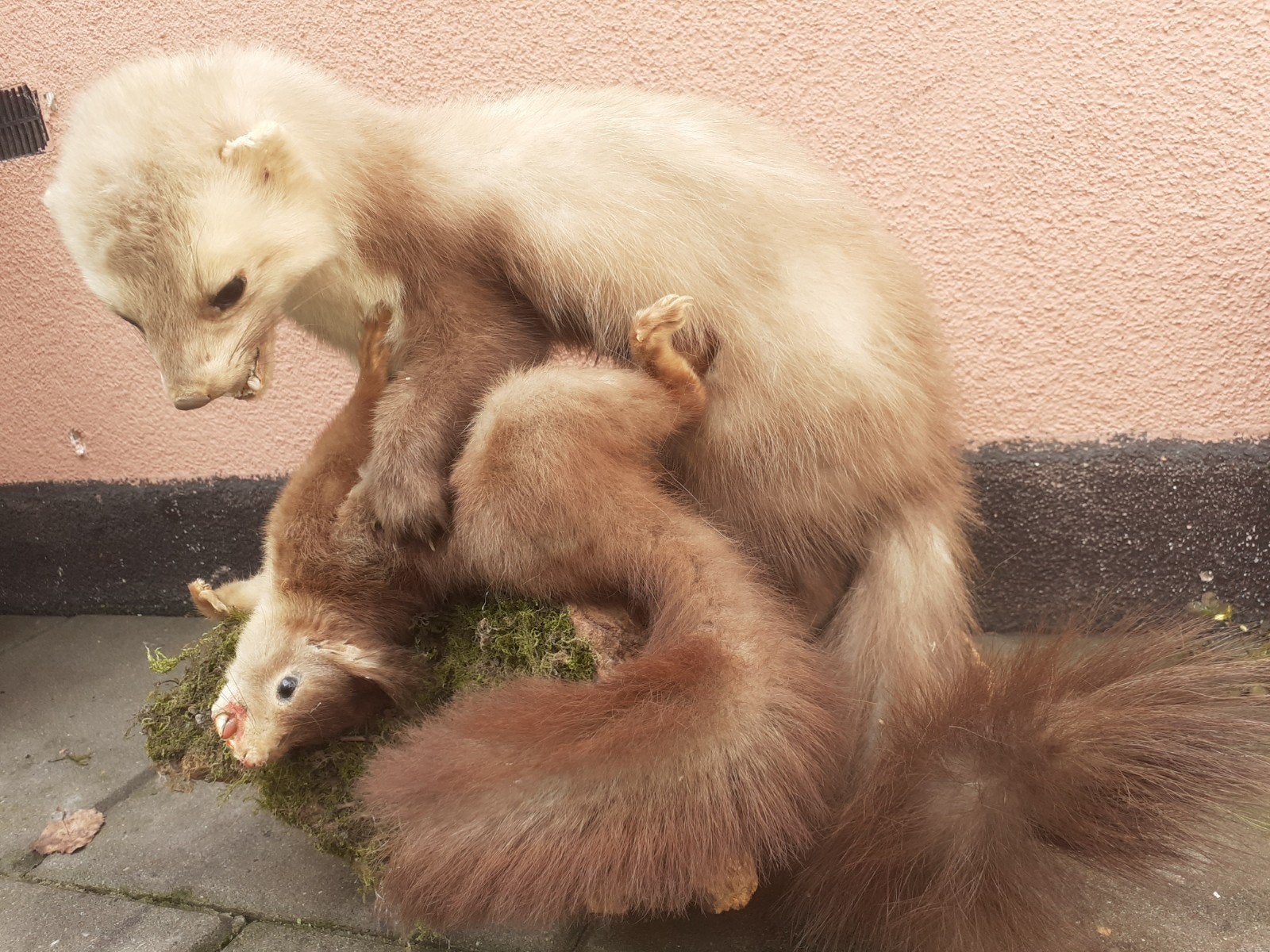 opgezette Steenmarter met Eekhoorn – Unieke Taxidermie, Ophalen of Verzenden, Zo goed als nieuw, Wild dier, Opgezet dier