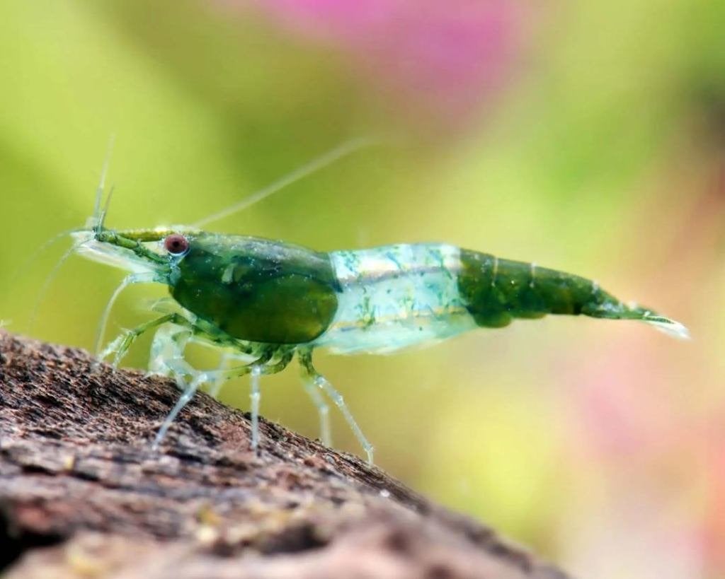 Green Rilli garnalen uit Taiwan!, Kreeft, Krab of Garnaal, Zoetwatervis