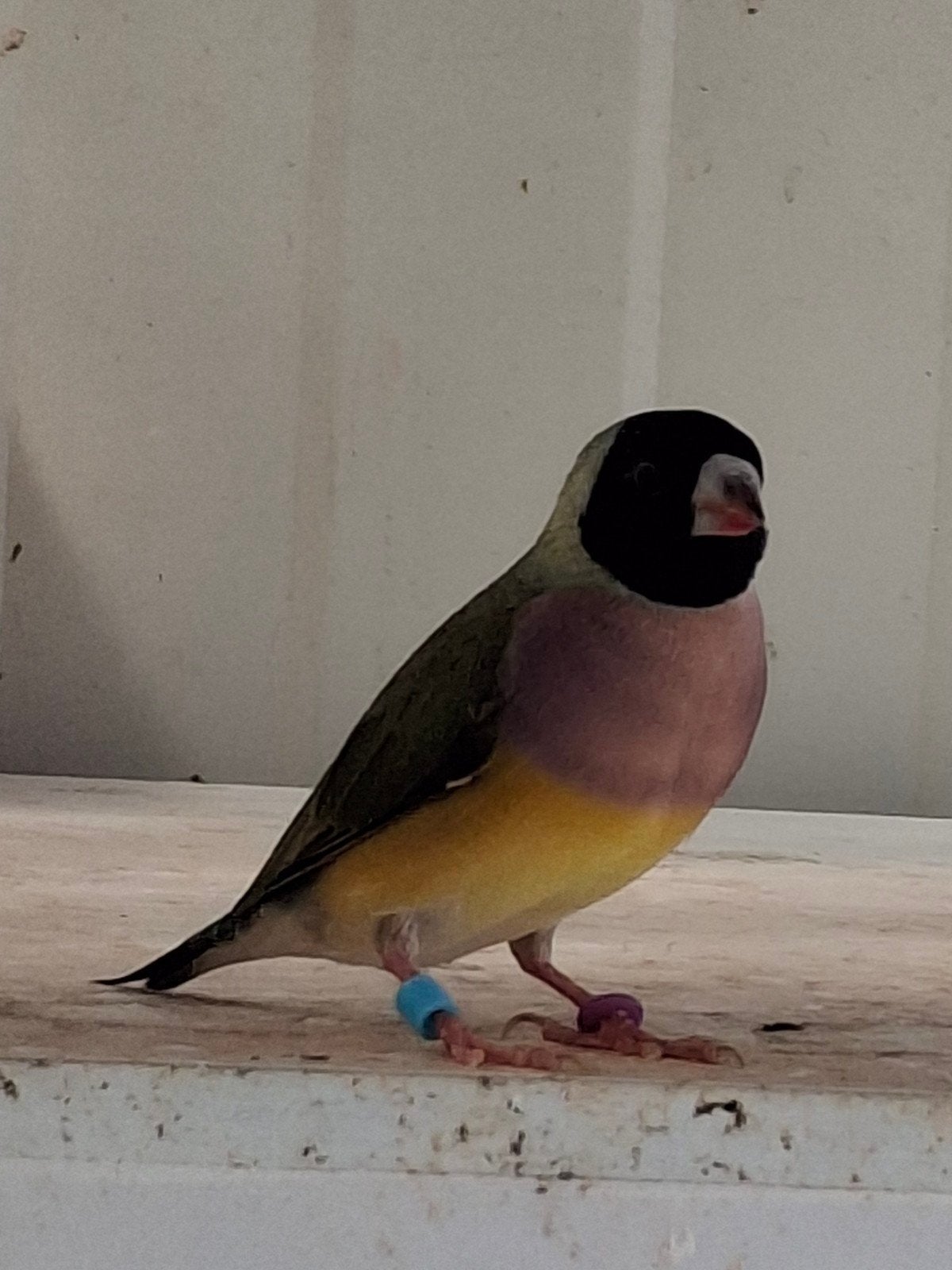 Gouldamadine pop 2025, Dieren en Toebehoren, Vogels | Overige Vogels, Vrouwelijk