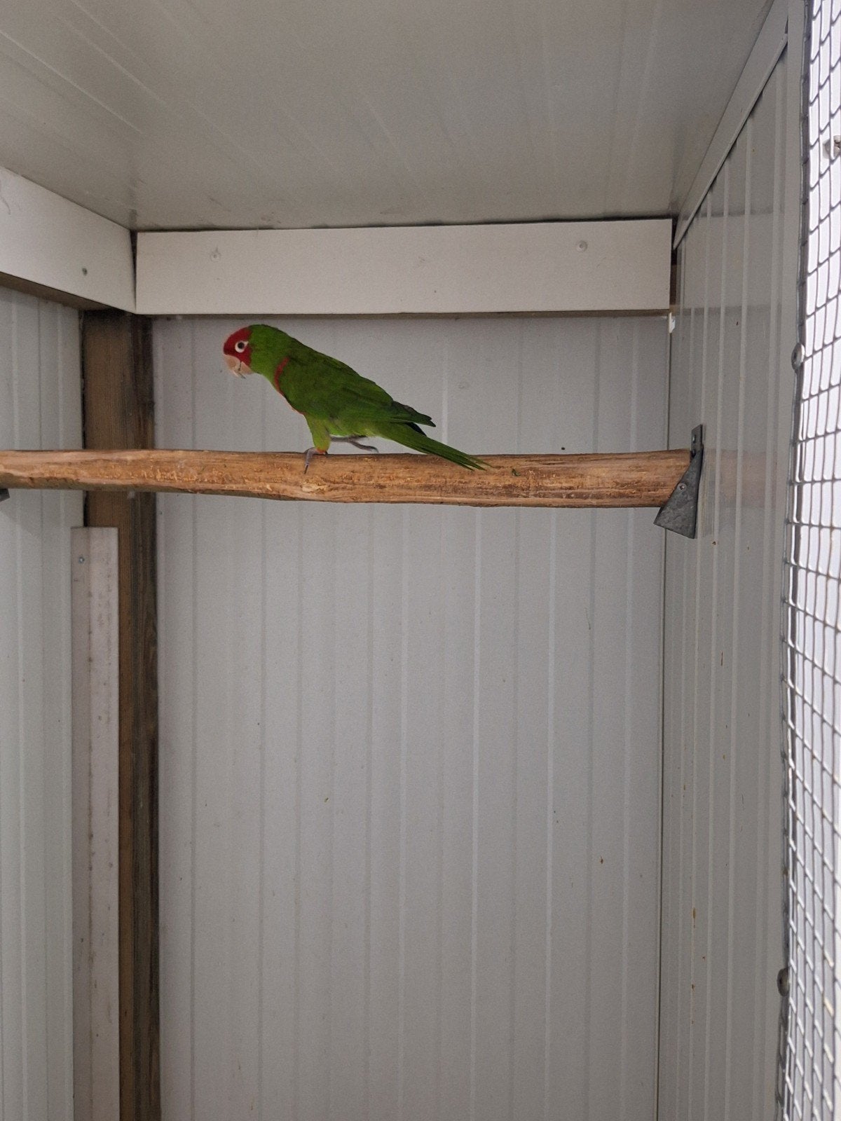 ecuador aratinga, Meerdere dieren, Parkiet