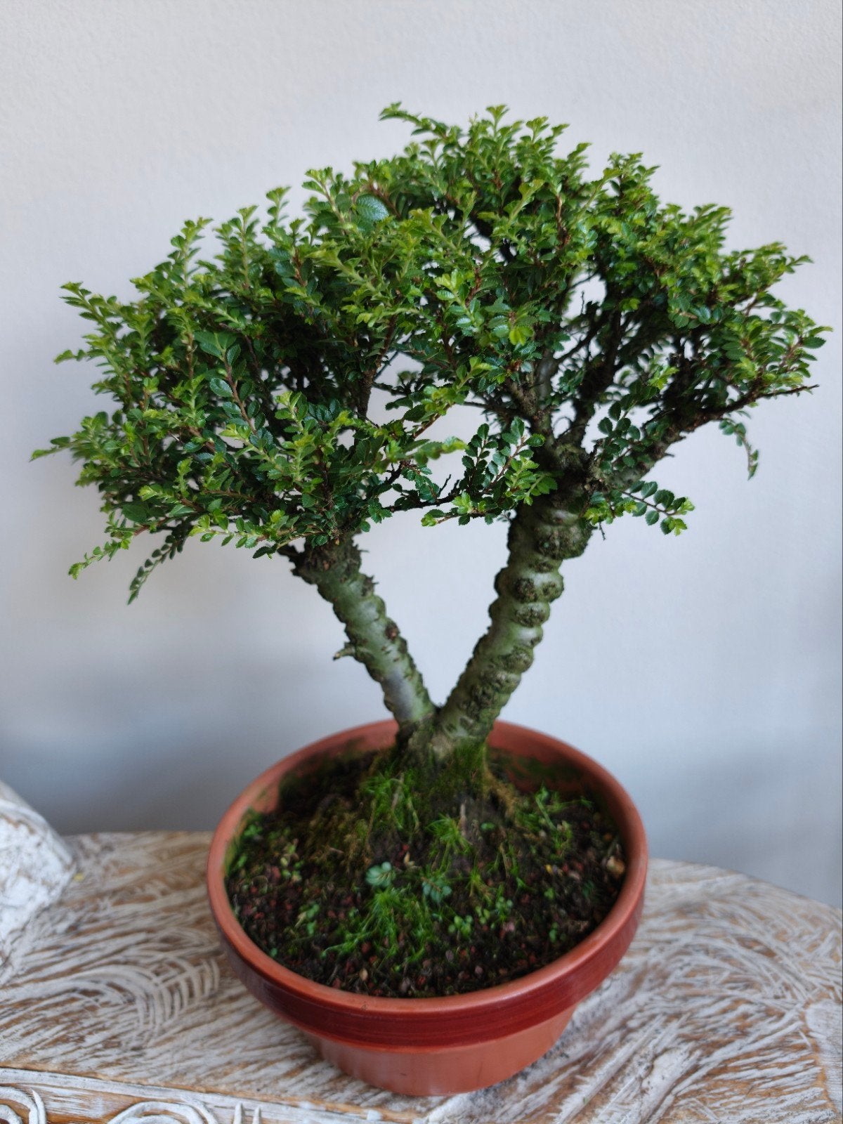 Ulmus Parviflora bonsai, Bloeit niet, Halfschaduw, Minder dan 100 cm, Overige soorten