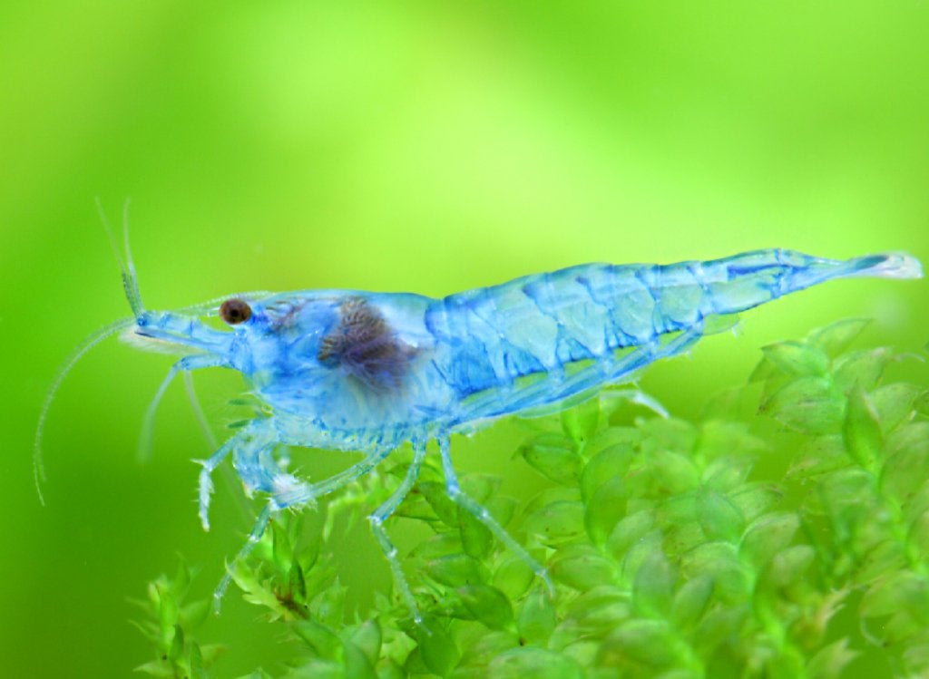 Prachtige (unieke) Blue Jelly Neocaridina garnalen aquarium, Kreeft, Krab of Garnaal, Zoetwatervis, Schoolvis