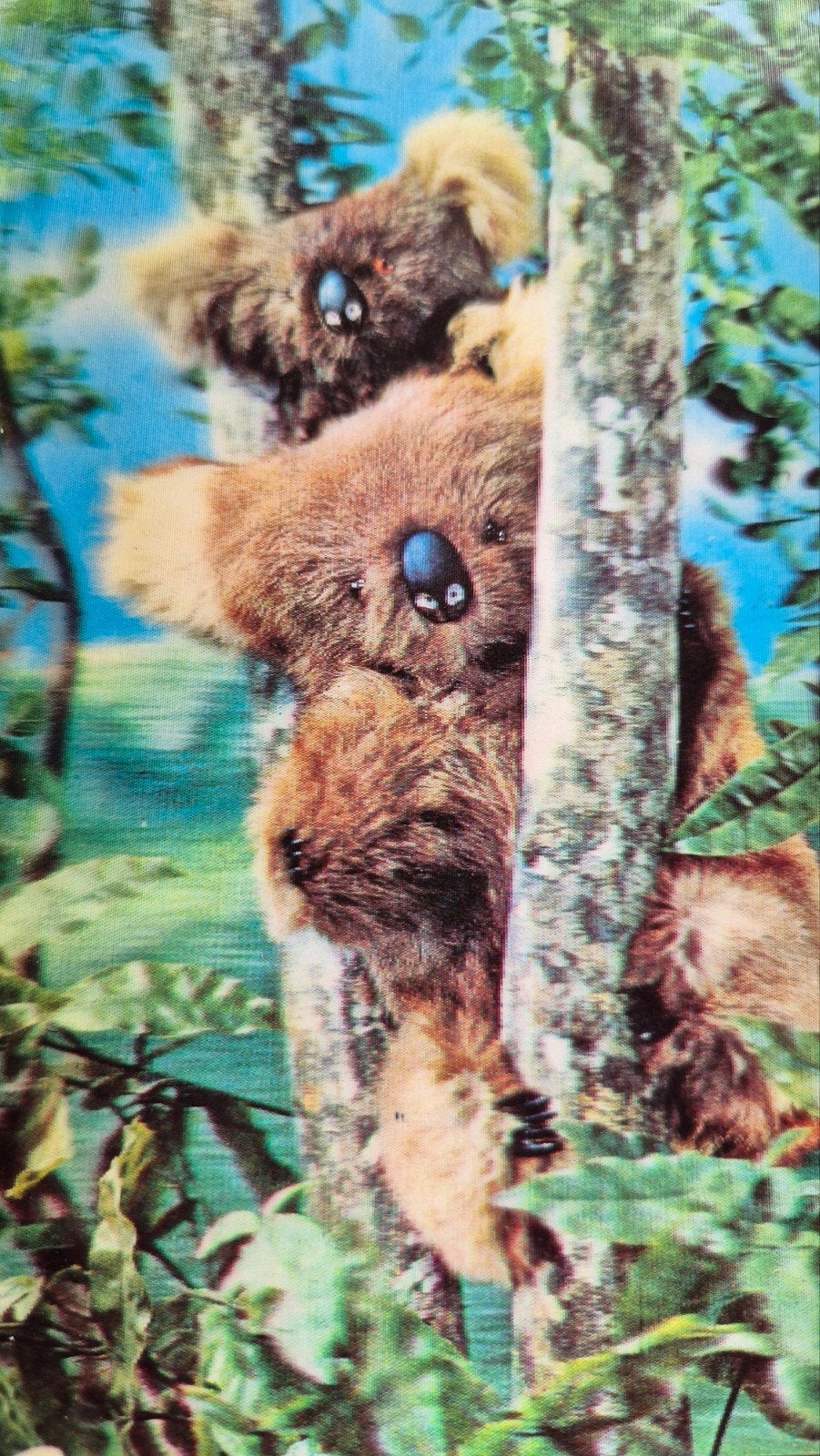 3D fotokaart ansichtkaart Koala, Ophalen of Verzenden, 1960 tot 1980, Gelopen, Wild dier
