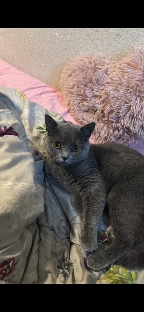 Britse korthaar poes, Dieren en Toebehoren, Katten en Kittens | Overige Katten, Poes