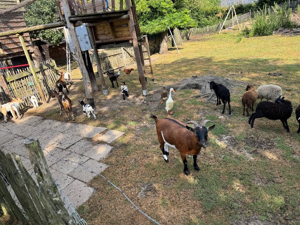 geitjes, schapen en eenden te koop, Meerdere dieren, Geit