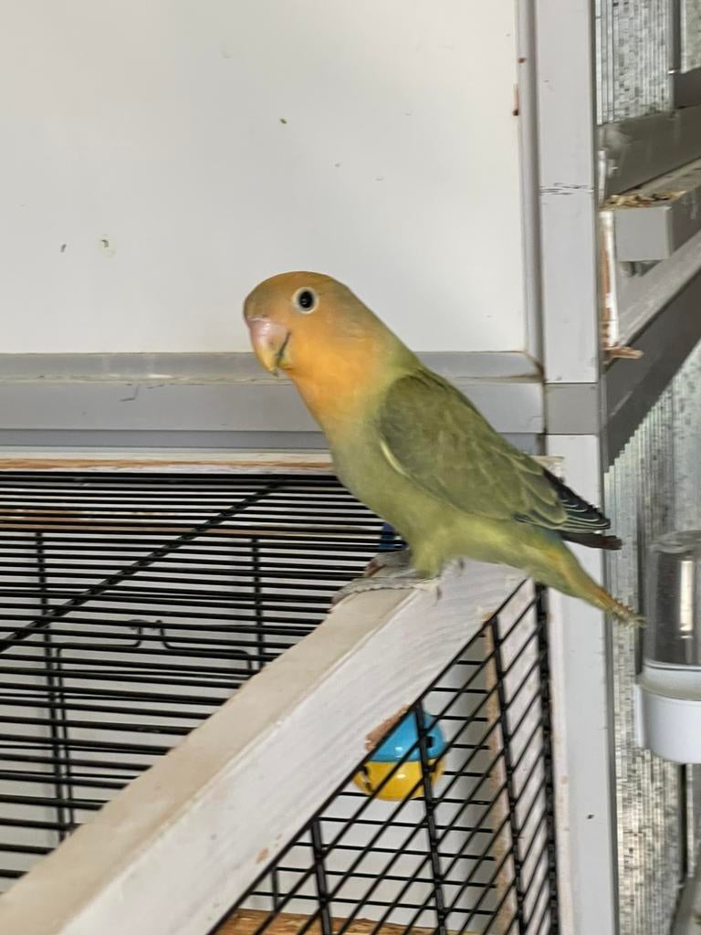 Hand Tamme Agapornis Dwergpapegaai Lovebird Handtam, Meerdere dieren, Dwergpapegaai of Agapornis, Geringd