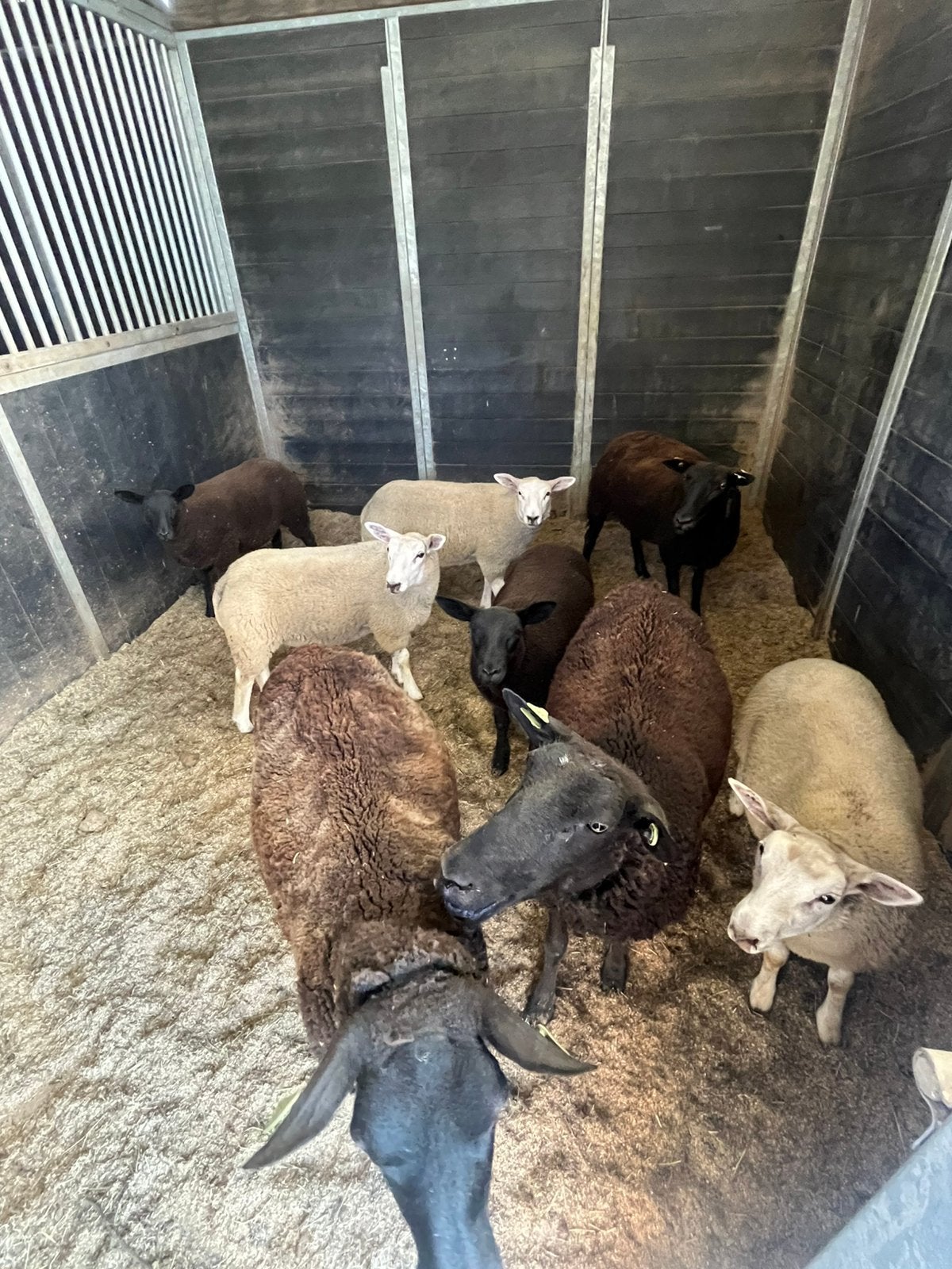 Ooi lammeren, Dieren en Toebehoren, Schapen, Geiten en Varkens, Vrouwelijk, Schaap