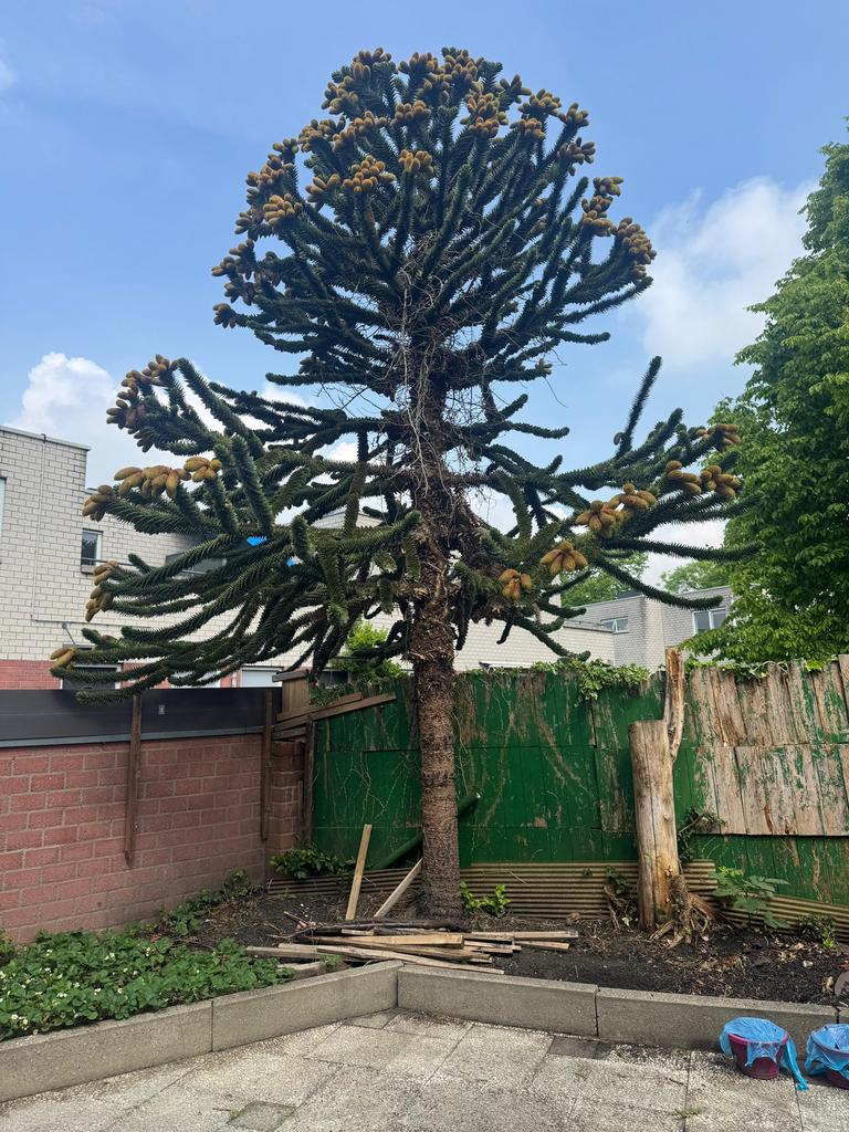Araucaria araucana verwijderen!!!, Ophalen of Verzenden, Volle zon, Overige soorten, 100 tot 250 cm