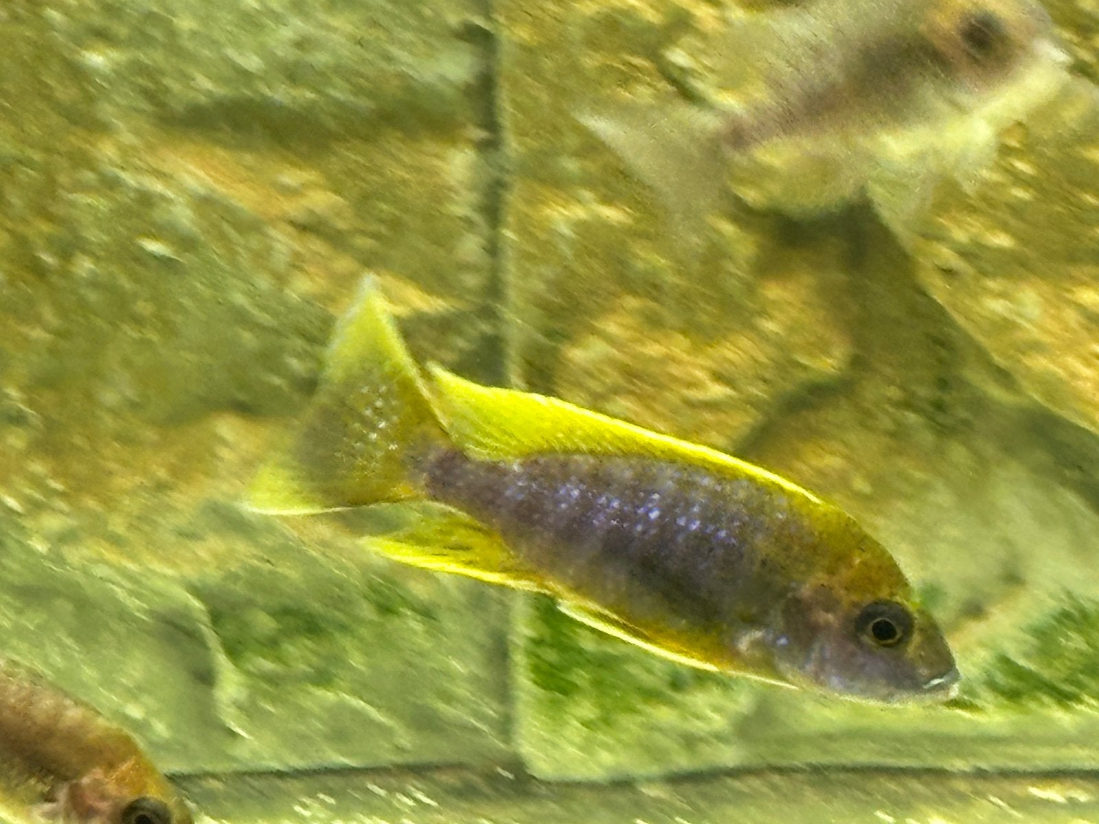 Aulonocara Mamelela, Vis