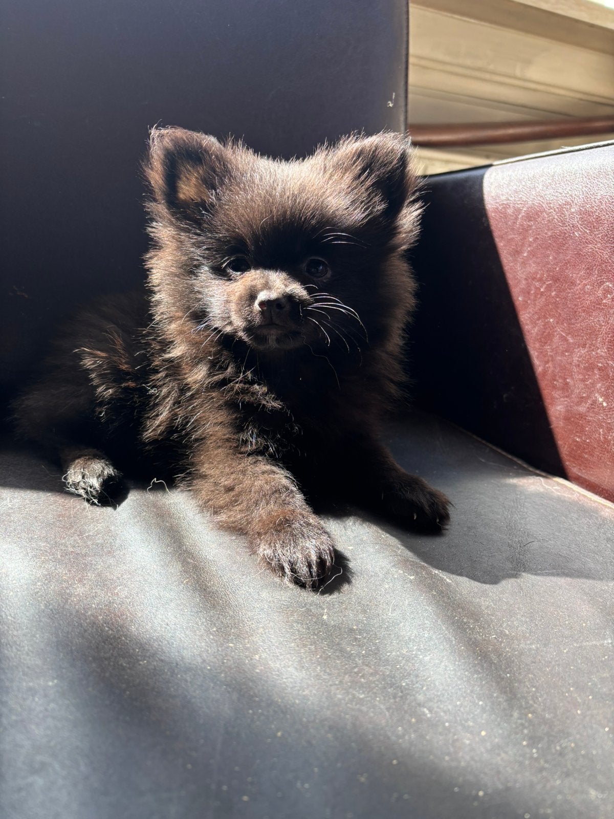 ##  Lieve Pomeriaan x Keeshond pups zoeken een warmhuisje, Dieren en Toebehoren, Honden | Poolhonden, Keeshonden en Oertypen, Keeshond