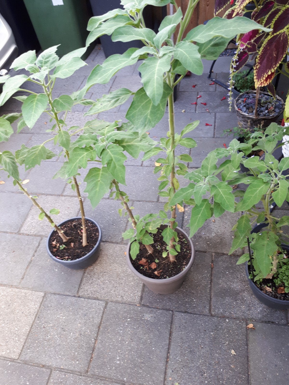 Brugmasia,s, Tuin en Terras, Ophalen, Overige soorten, Volle zon