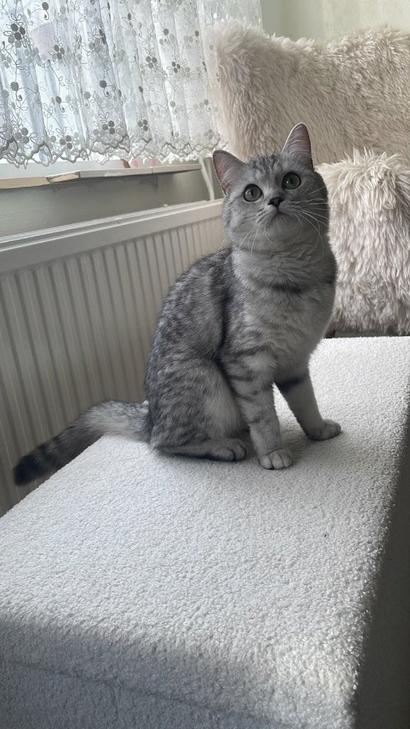 Kat, Dieren en Toebehoren, 0 tot 2 jaar