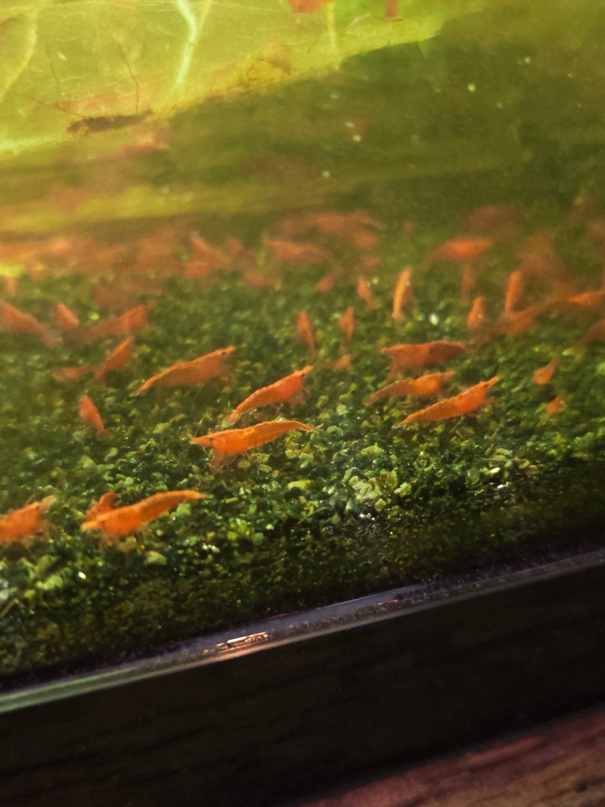 Aquarium garnalen, Kreeft, Krab of Garnaal