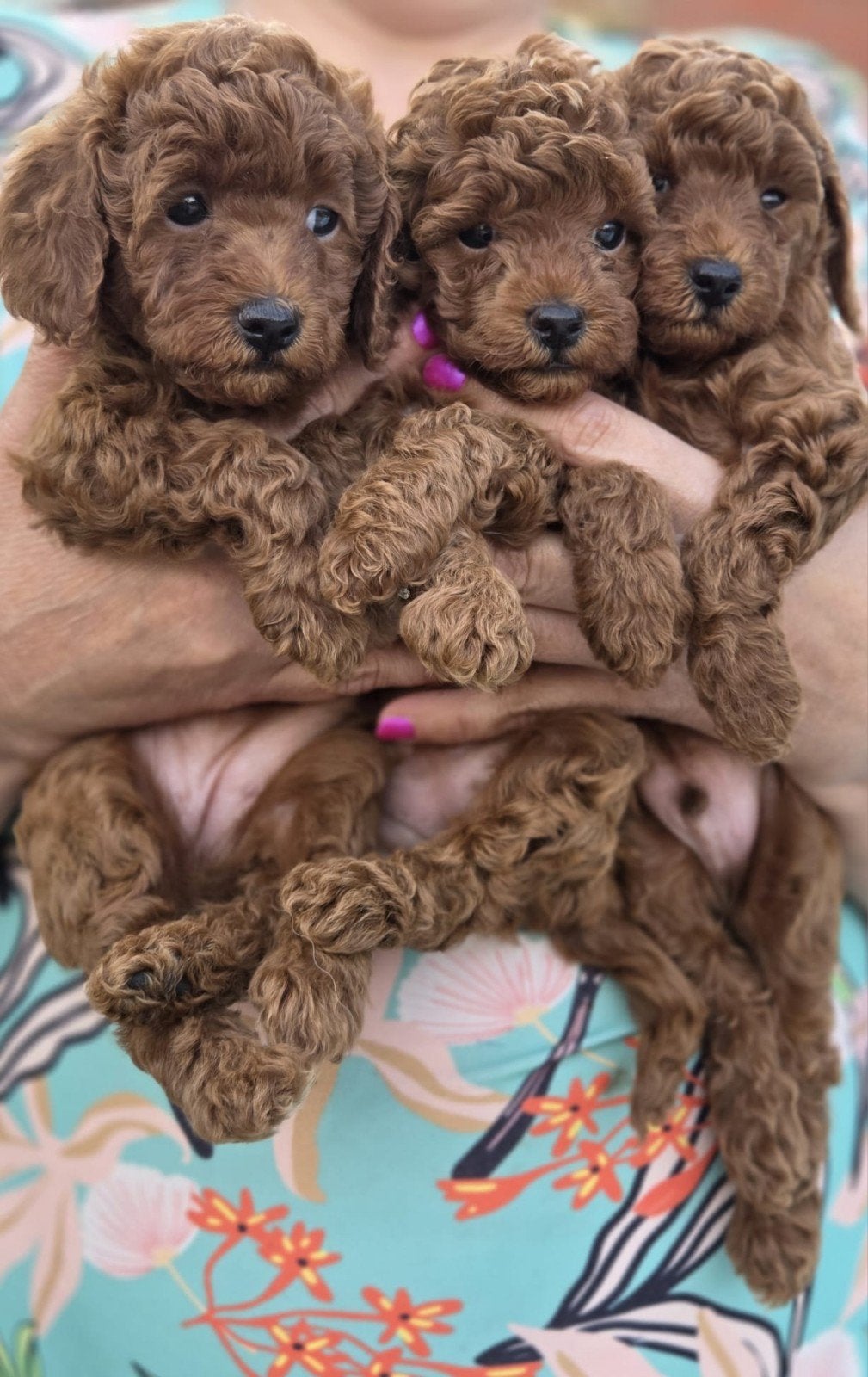 Reservering geopend-prachtige rode poedel pup, Dieren en Toebehoren, Honden | Retrievers, Spaniëls en Waterhonden, Parvo, Overige rassen