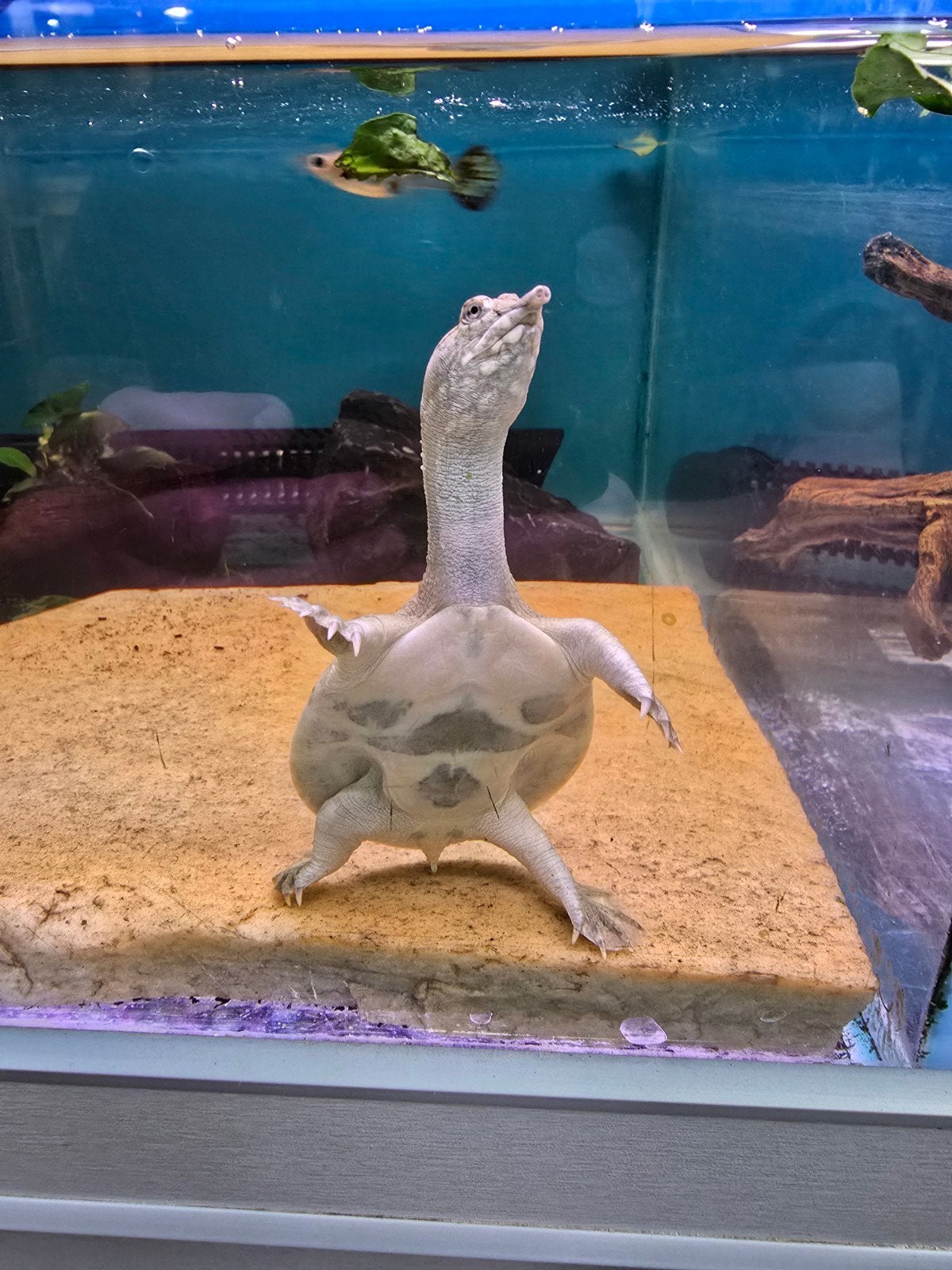 Chinese weekschildpad (Pelodiscus sinensis) – nk2026, Dieren en Toebehoren, Reptielen en Amfibieën, 0 tot 2 jaar