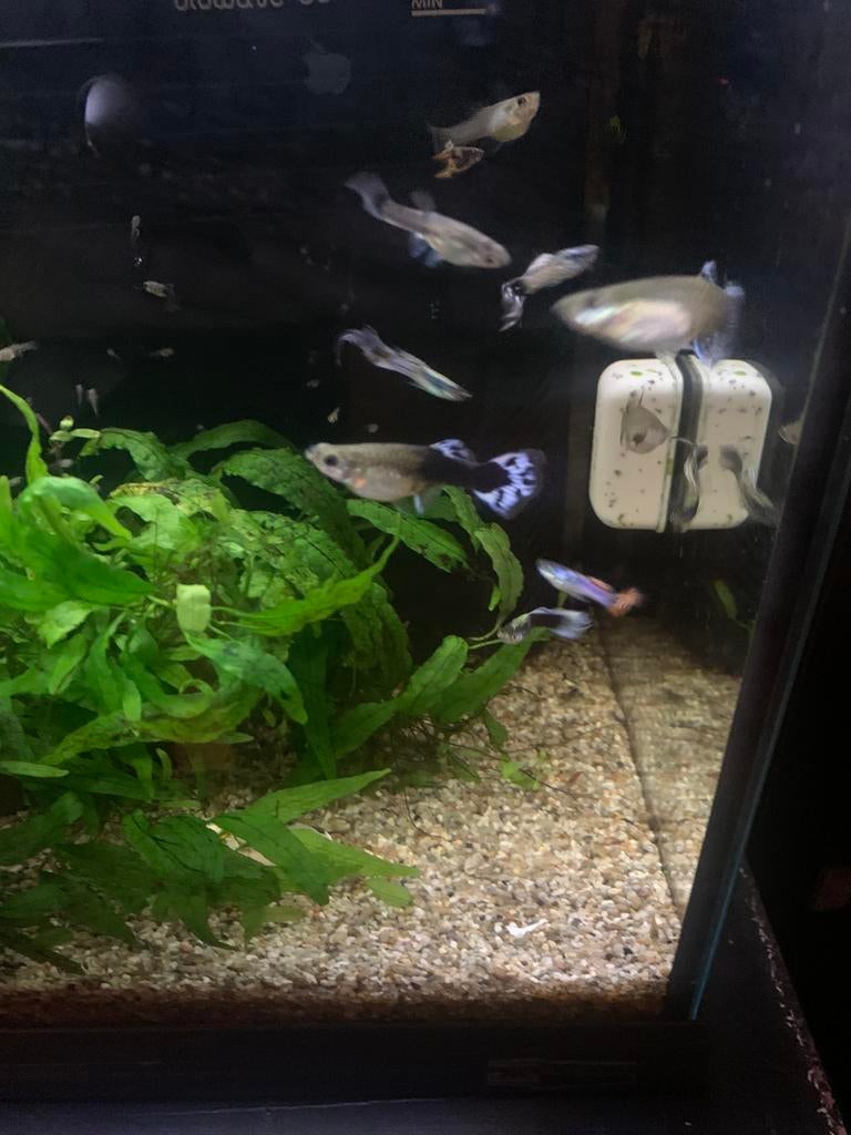 Guppys/guppies en garnalen, Dieren en Toebehoren, Vis