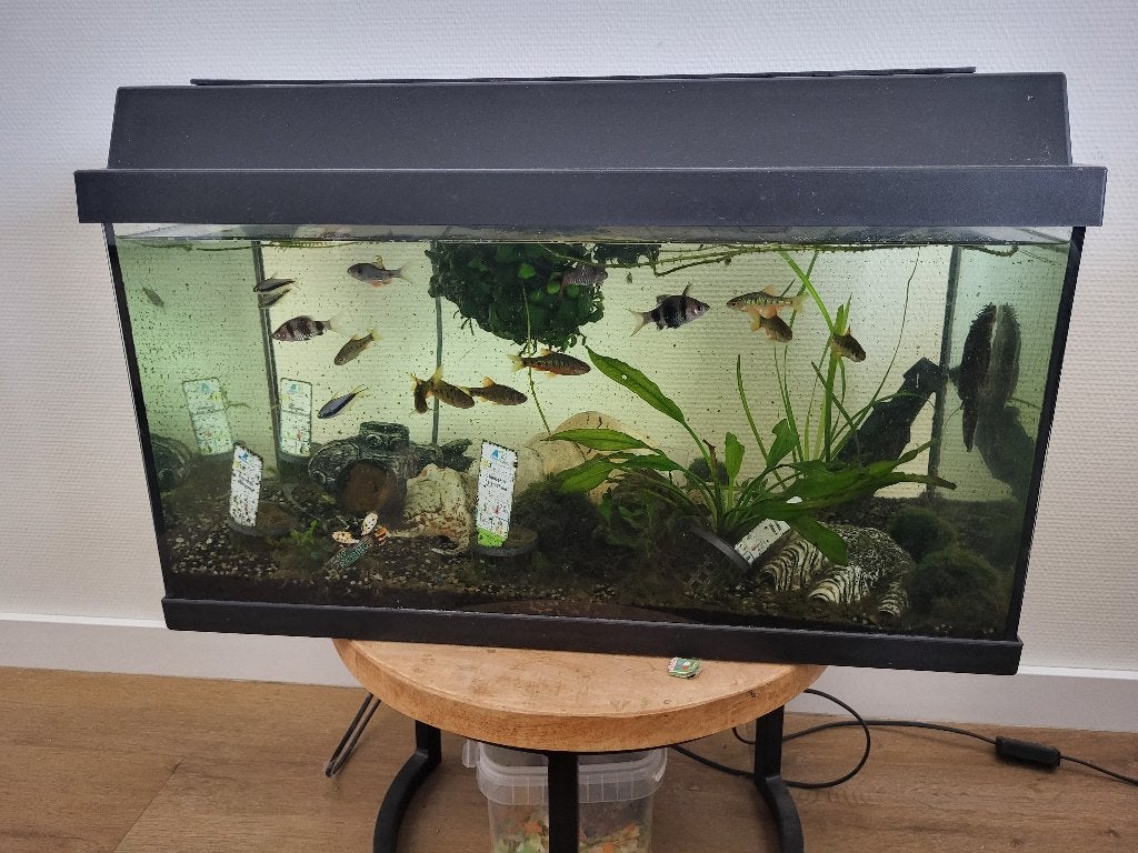 Aquarium met vissen, Ophalen of Verzenden, Gevuld zoetwateraquarium, Zo goed als nieuw, Inclusief deksel