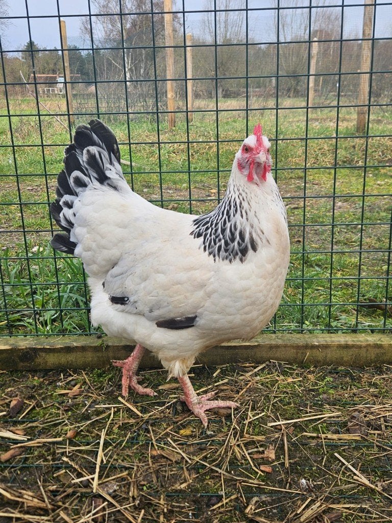 Diverse kipjes zoeken een huisje!, Dieren en Toebehoren, Pluimvee, Meerdere dieren, Kip