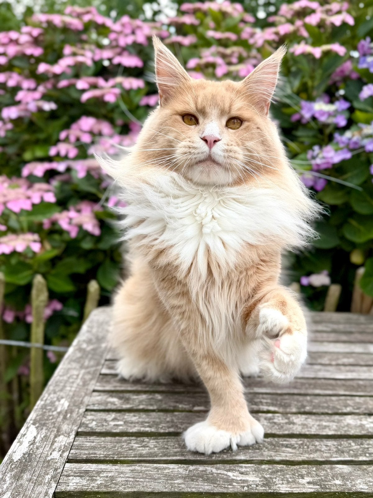 Maine Coon dekkater met stamboom voll. getest, Dieren en Toebehoren, Katten en Kittens | Raskatten | Langhaar, Meerdere dieren