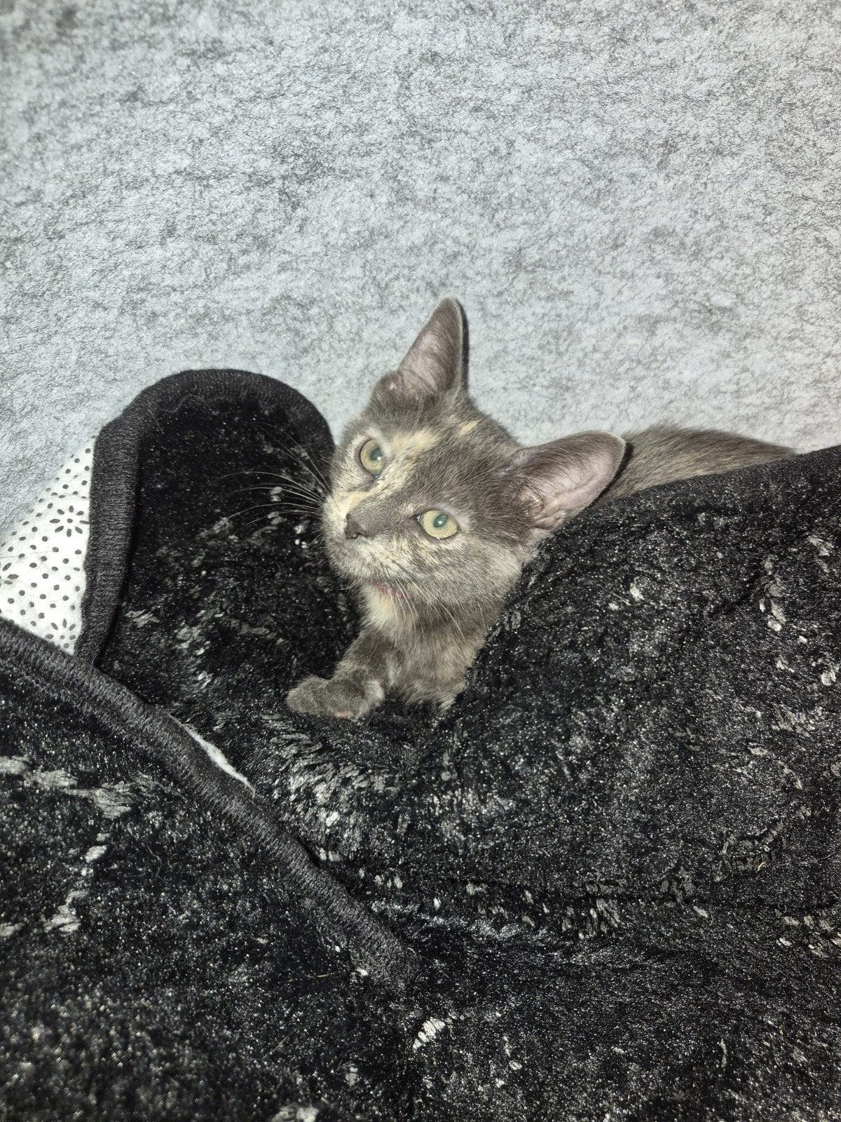 Siamees kitten zoek liefde vol huisje ❤️, Dieren en Toebehoren, Poes, Ontwormd, 0 tot 2 jaar