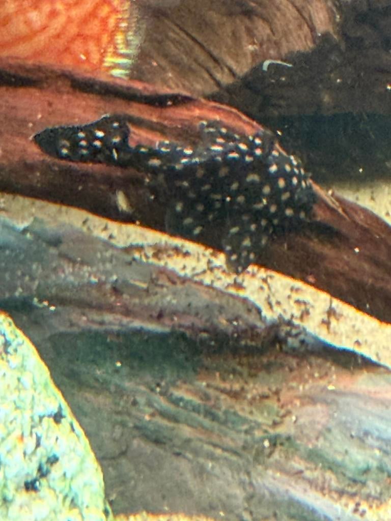 Luteus phase 1, Dieren en Toebehoren, Vissen | Aquariumvissen, Vis