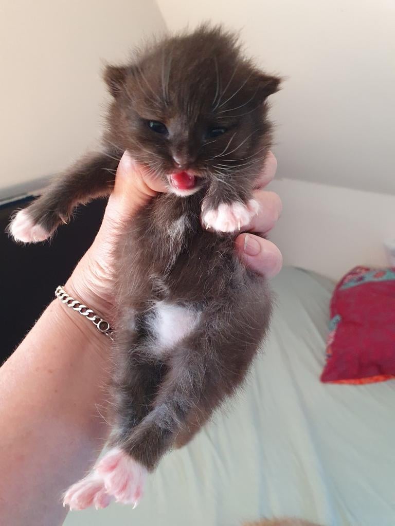 Schattige Britse half langhaar mix kittens, mama met stamb., Dieren en Toebehoren, Katten en Kittens | Raskatten | Korthaar, Poes