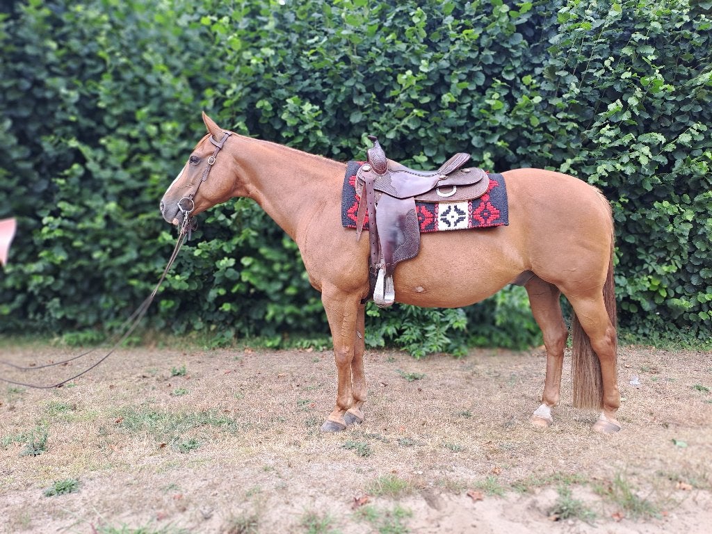 Ervaren buitenrij paard, quarter ruin 11 jaar, Minder dan 160 cm, Met stamboom, Ruin, Westernpaard